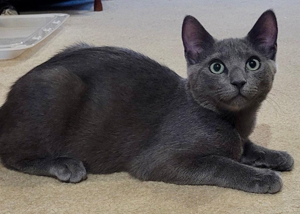 Enlarge Fajita, a Adoptable Domestic Short Hair in Sayreville, NJ image 1/1
