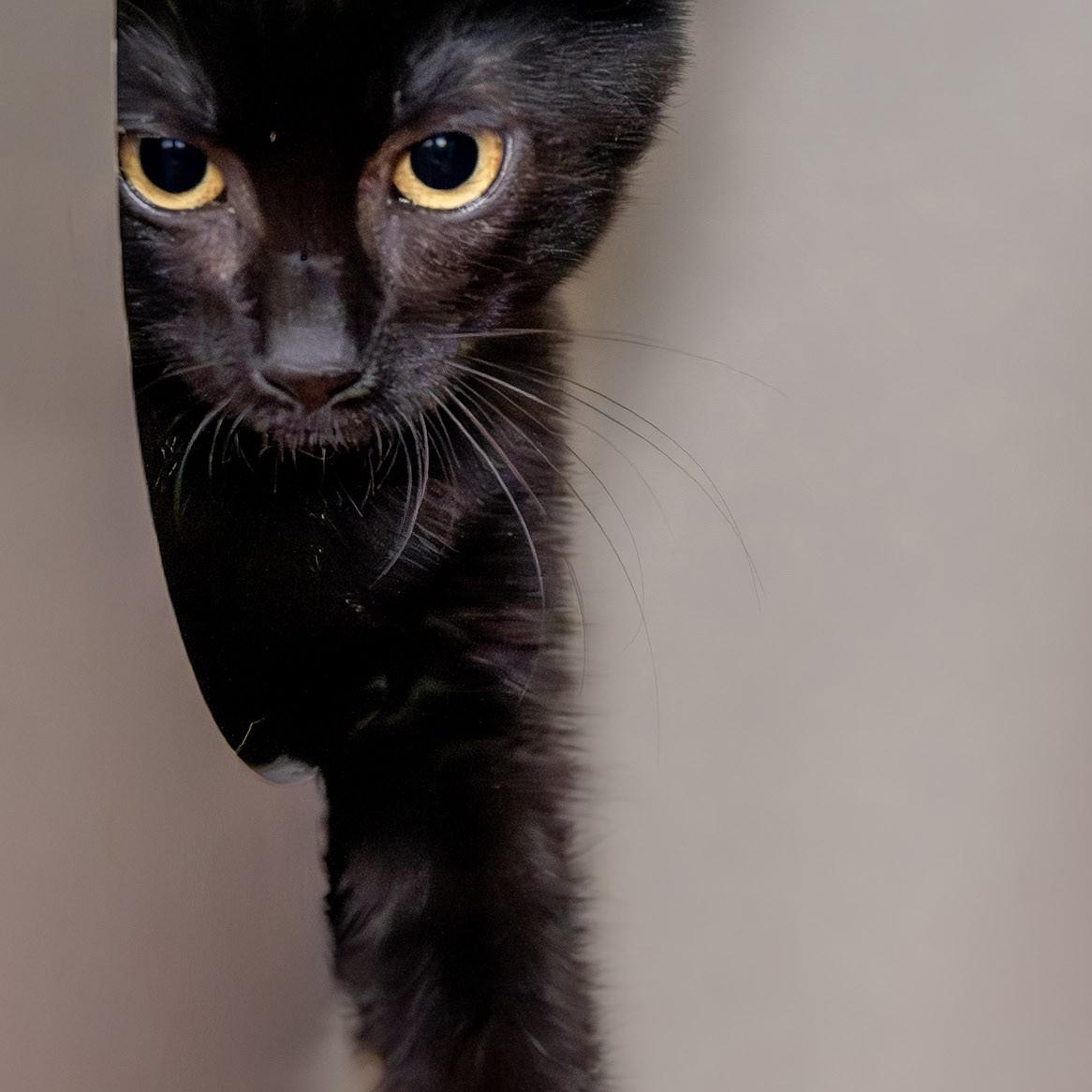Enlarge Natalie, a Adoptable Domestic Short Hair in Victor, NY image 3/3