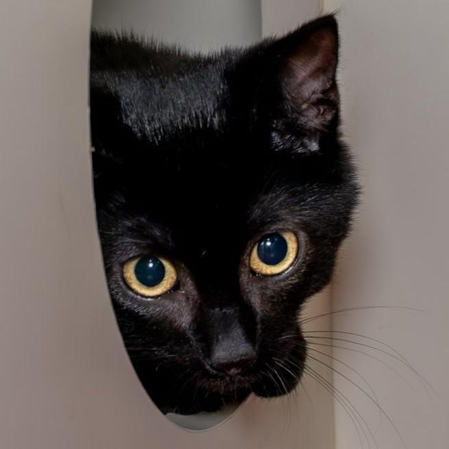 Enlarge Natalie, a Adoptable Domestic Short Hair in Victor, NY image 2/3