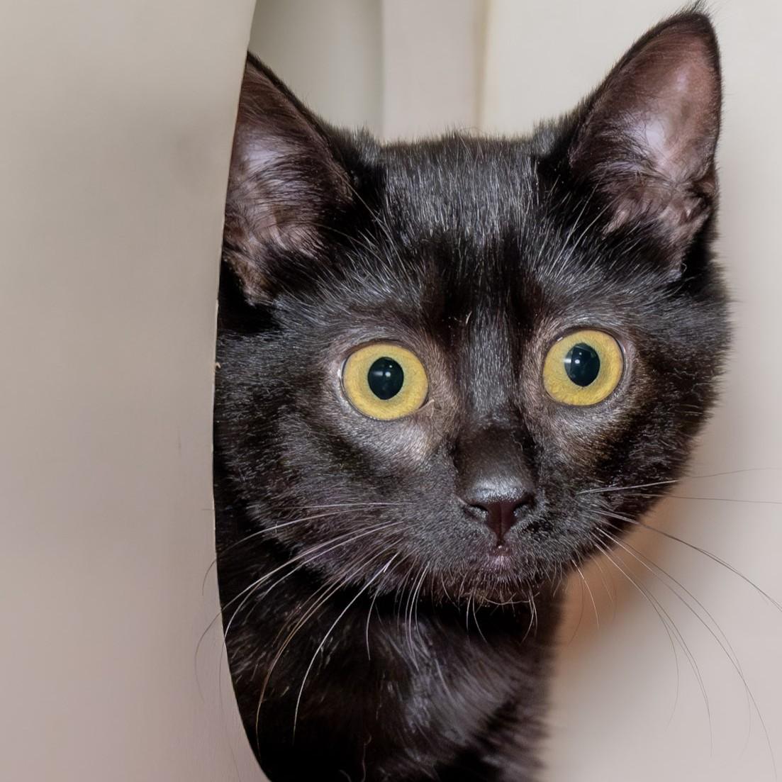 Natalie, Adoptable, Kitten Female Domestic Short Hair.