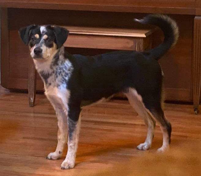 Bumper, Adoptable, Adult Male Australian Cattle Dog / Blue Heeler & Yellow Labrador Retriever.