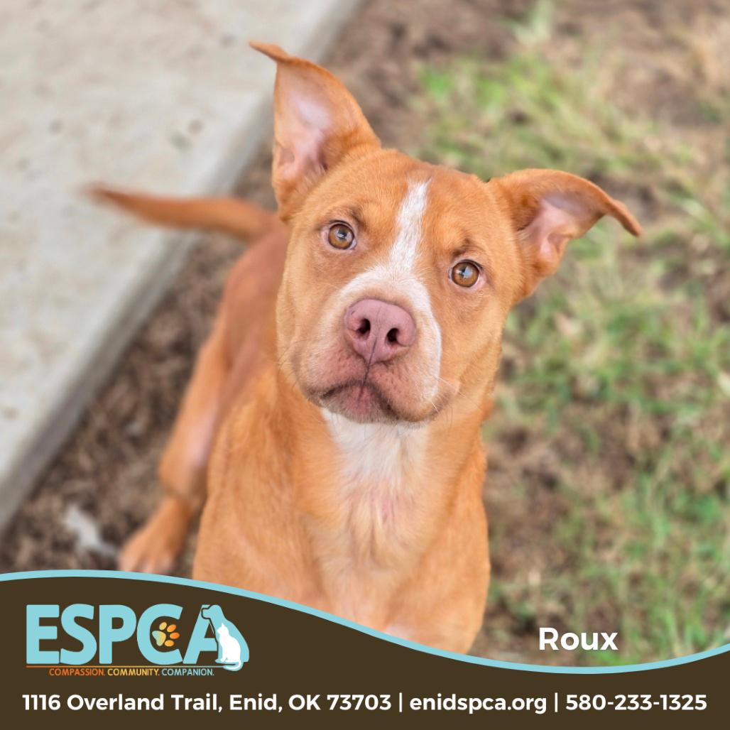 Enlarge Roux, a Adoptable mixed breed in Enid, OK image 1/3