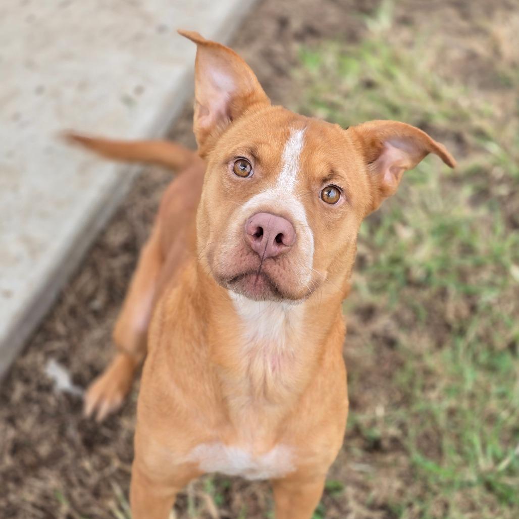 Enlarge Roux, a Adoptable mixed breed in Enid, OK image 2/3
