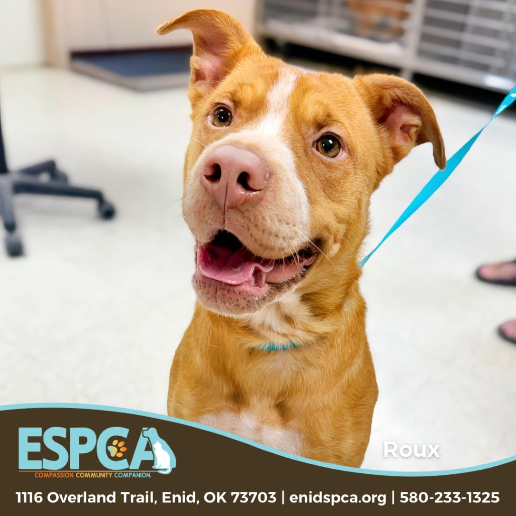 Enlarge Roux, a Adoptable mixed breed in Enid, OK image 3/3
