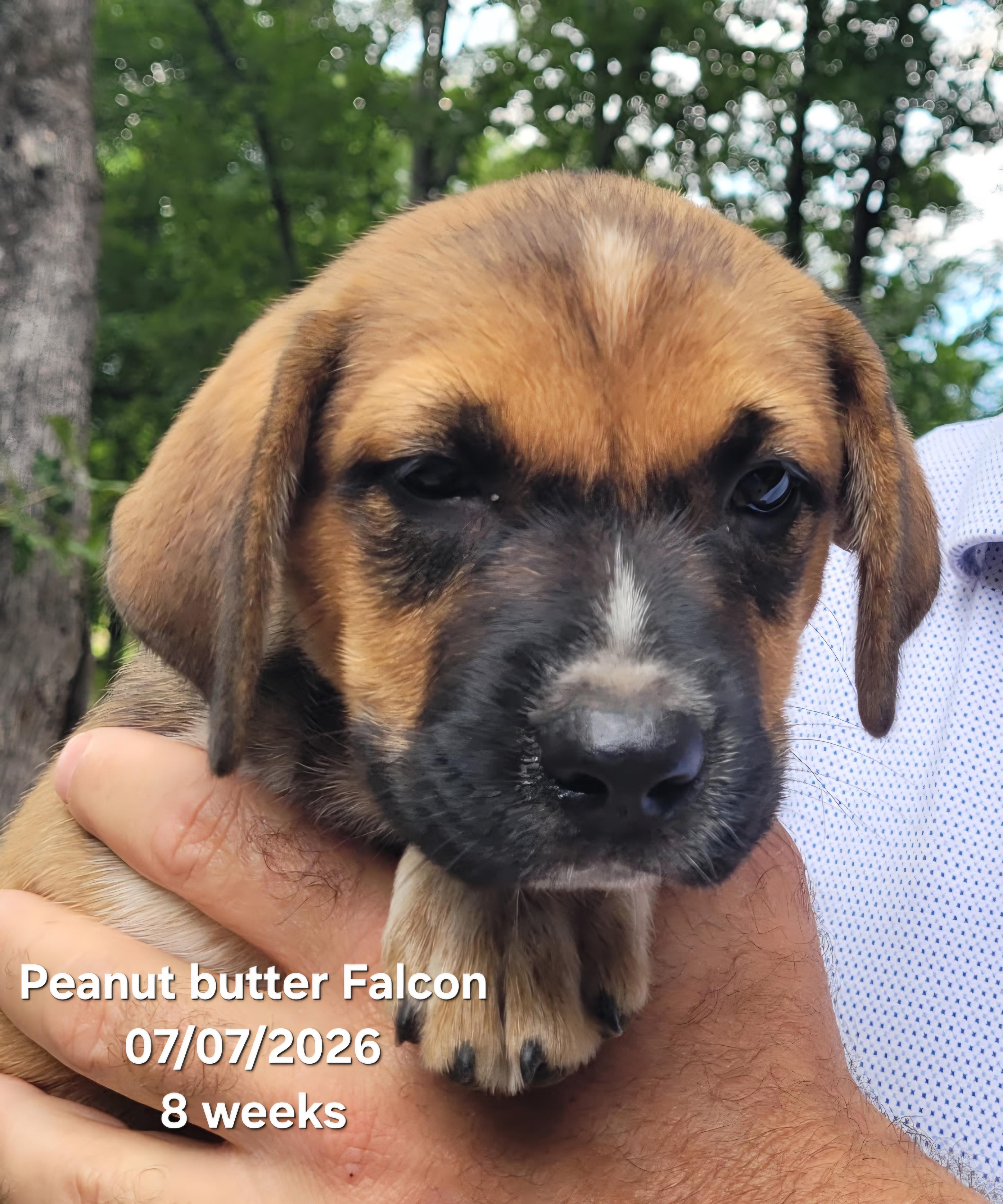 Enlarge Miss PB Falcon, a Adoptable mixed breed in Warren, RI image 5/6