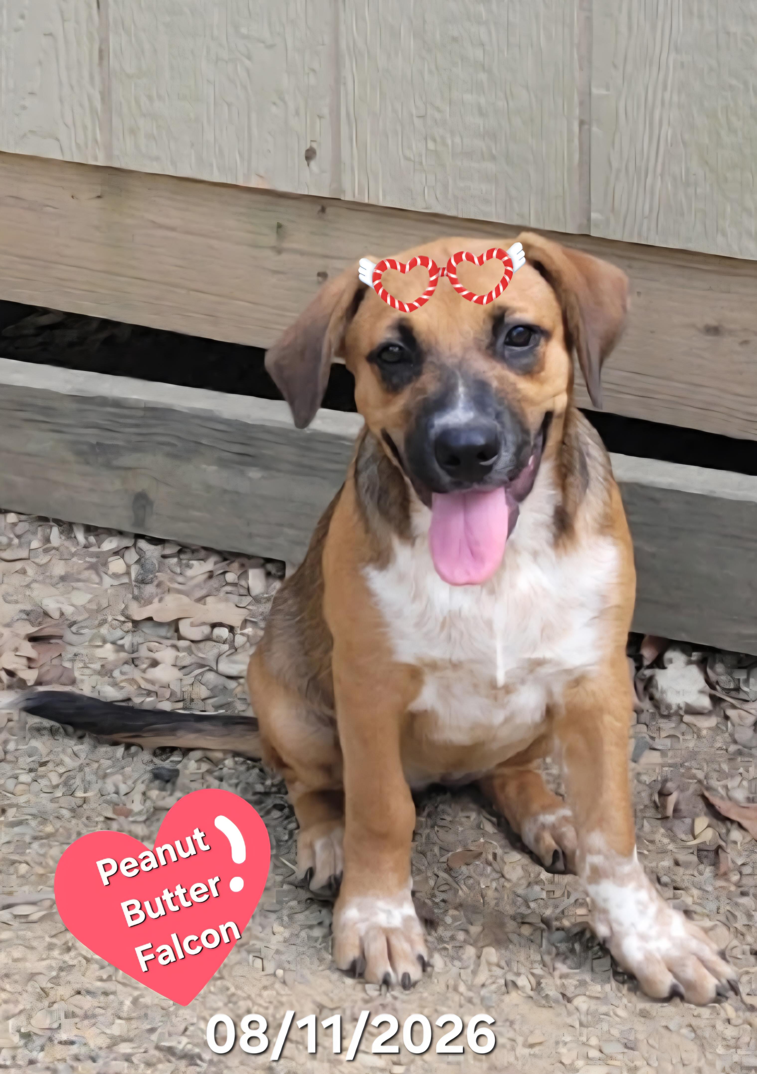 Miss PB Falcon, Adoptable, Puppy Female Belgian Shepherd / Malinois.