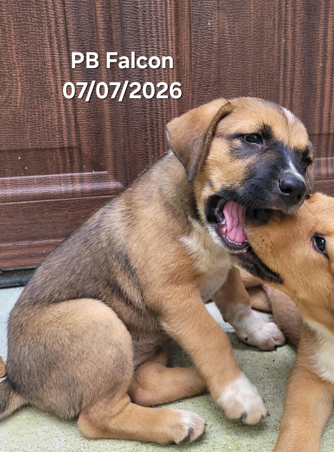 Enlarge Miss PB Falcon, a Adoptable mixed breed in Warren, RI image 4/6