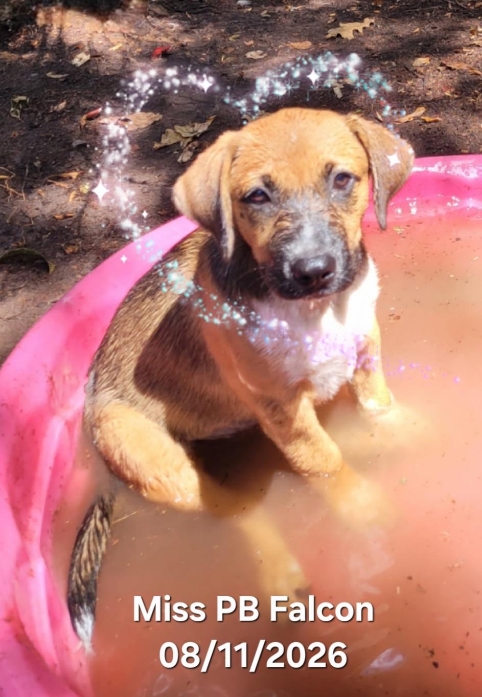Enlarge Miss PB Falcon, a Adoptable mixed breed in Warren, RI image 2/6