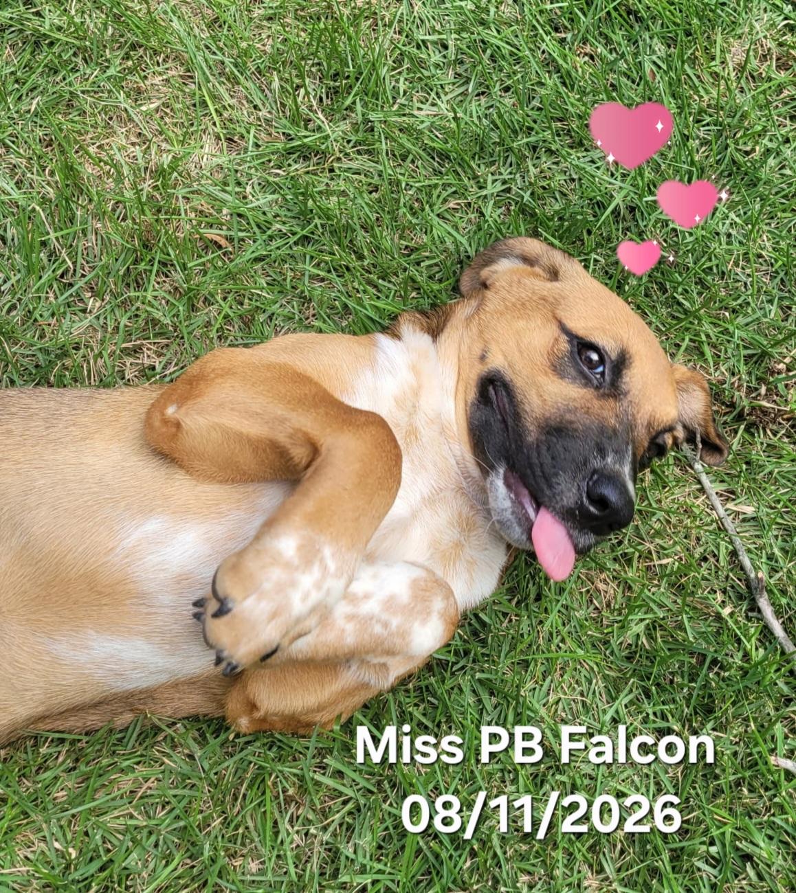 Enlarge Miss PB Falcon, a Adoptable mixed breed in Warren, RI image 6/6