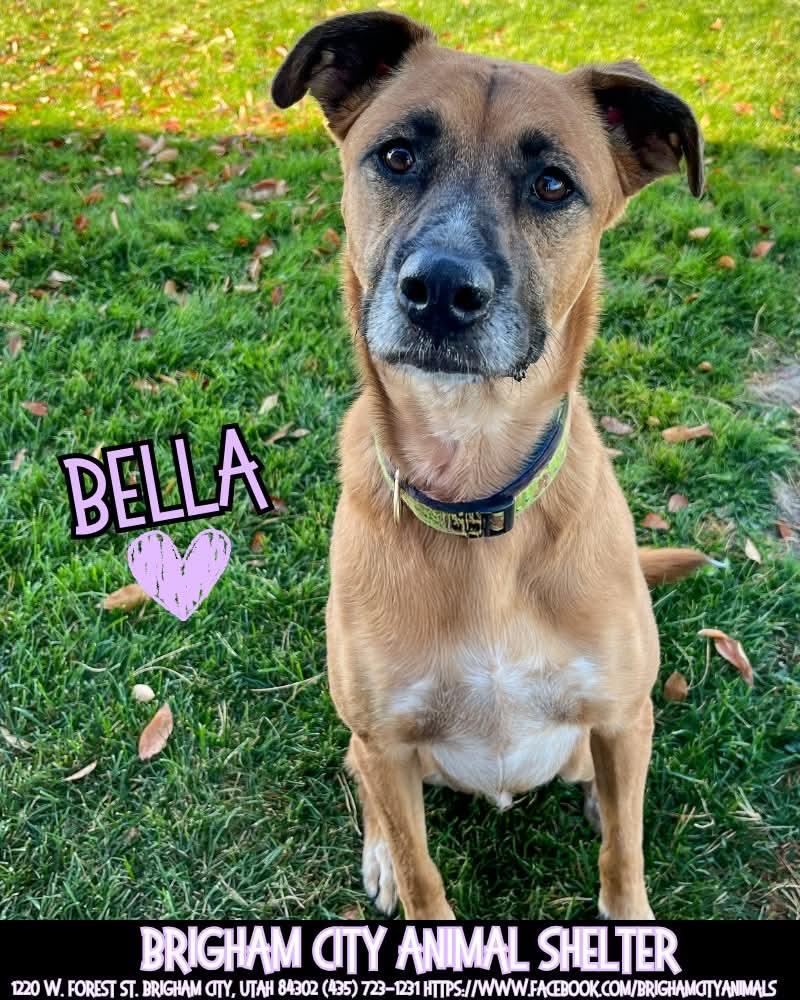 Enlarge Bella, a Adopted mixed breed in Brigham City, UT image 1/1