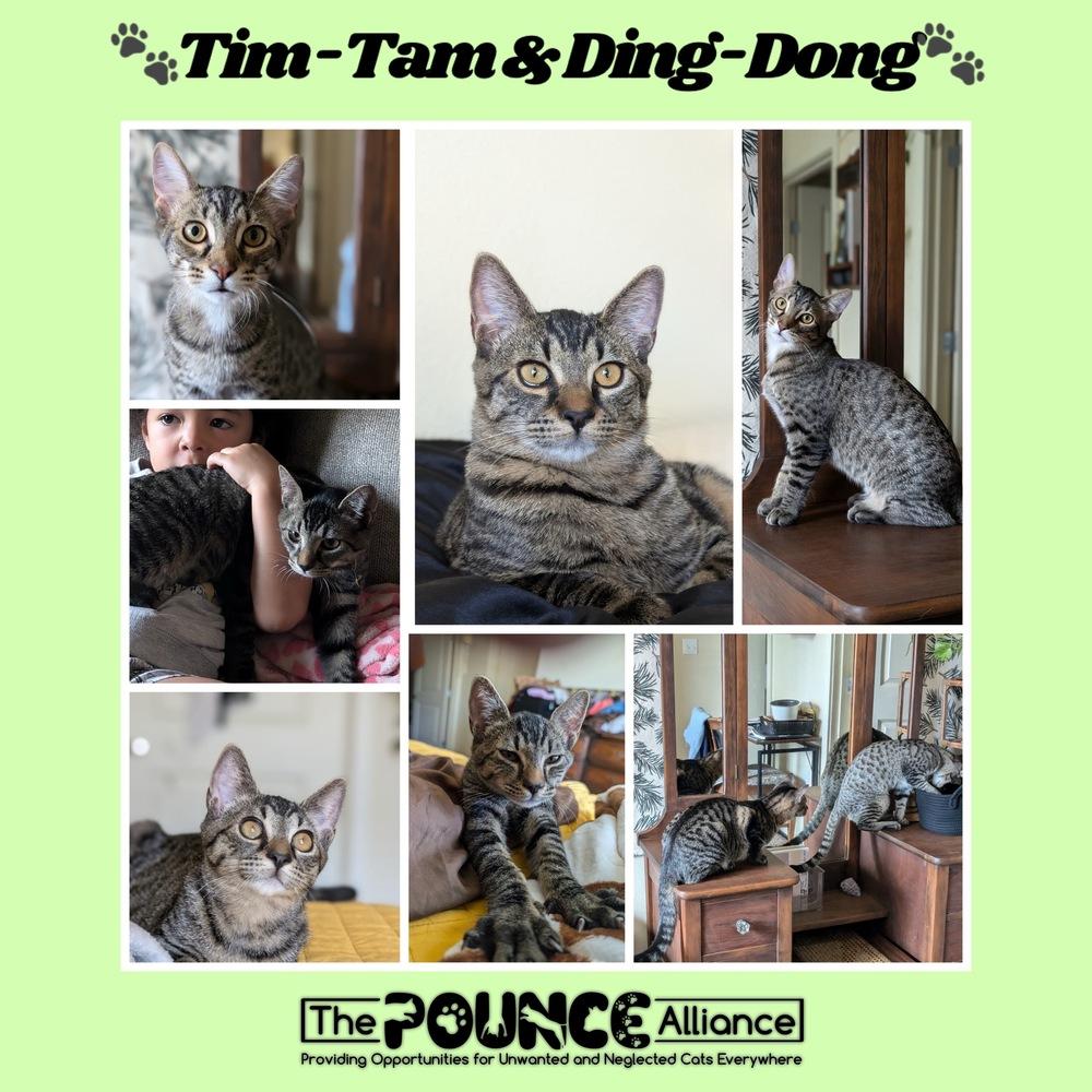 Enlarge Ding-Dong, a Adoptable mixed breed in Liberty Lake, WA image 1/2