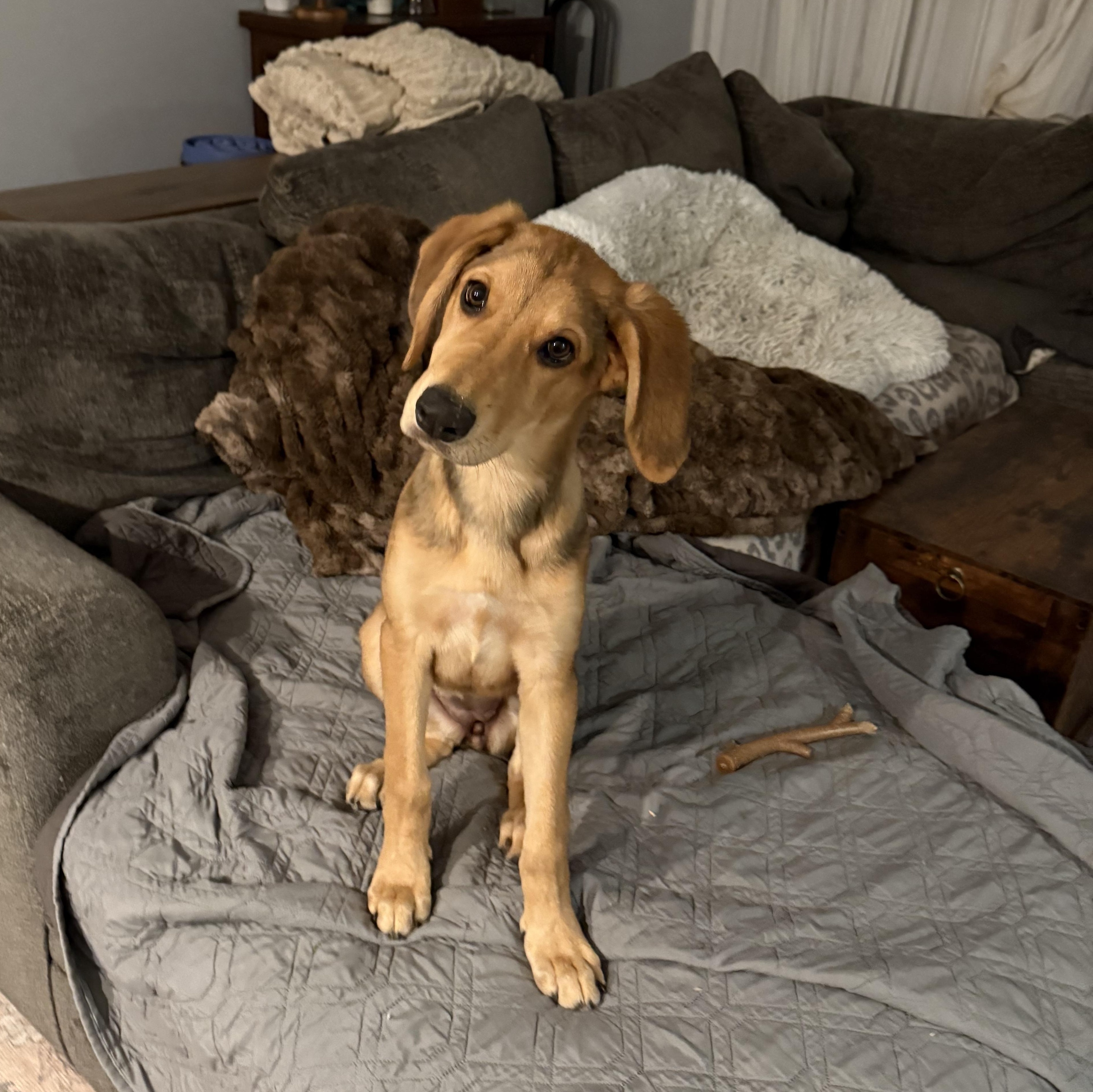 Goldie, a Adopted mixed breed in Charlotte, NC image 1/4