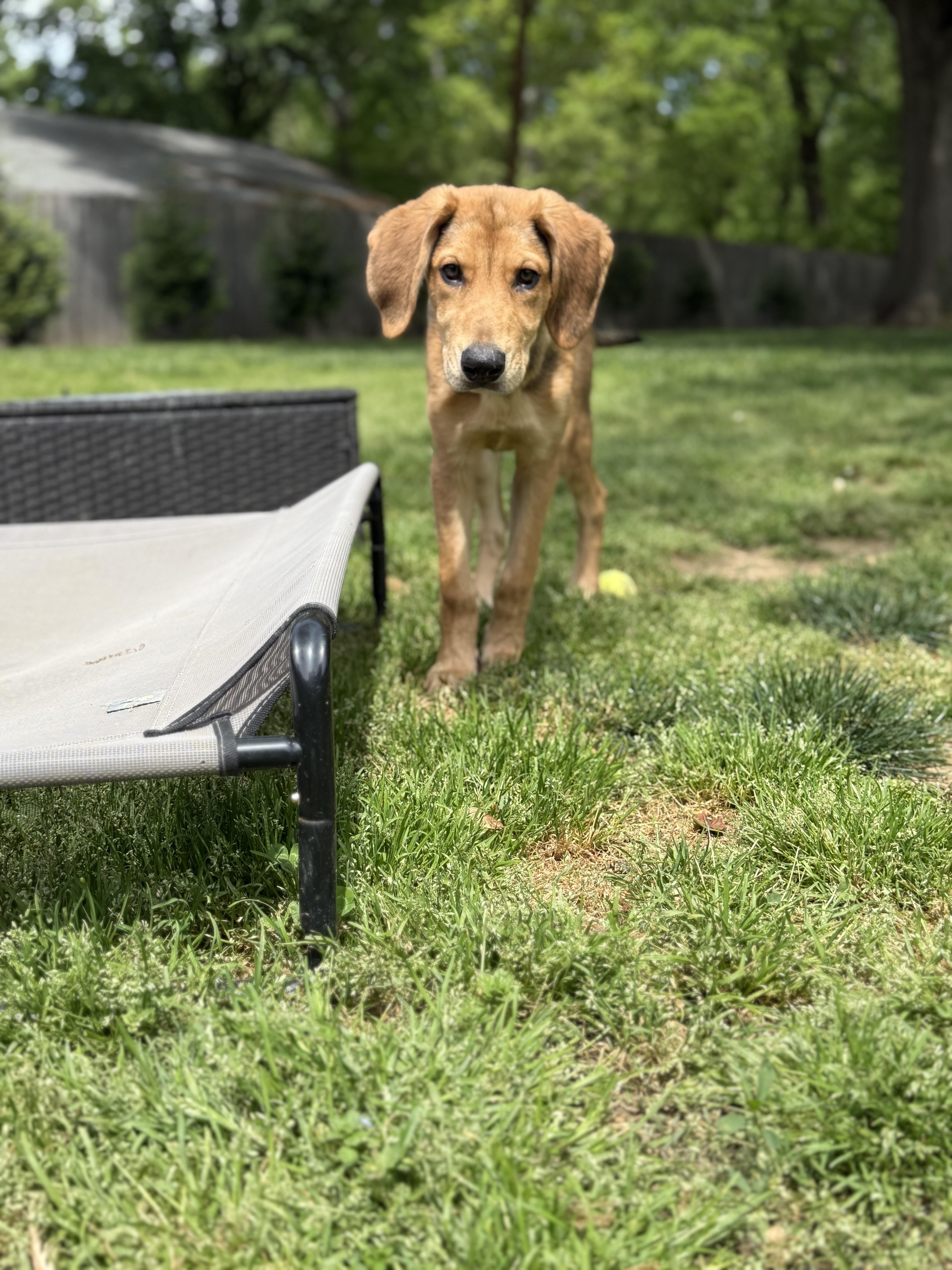 Goldie, a Adopted mixed breed in Charlotte, NC image 2/4