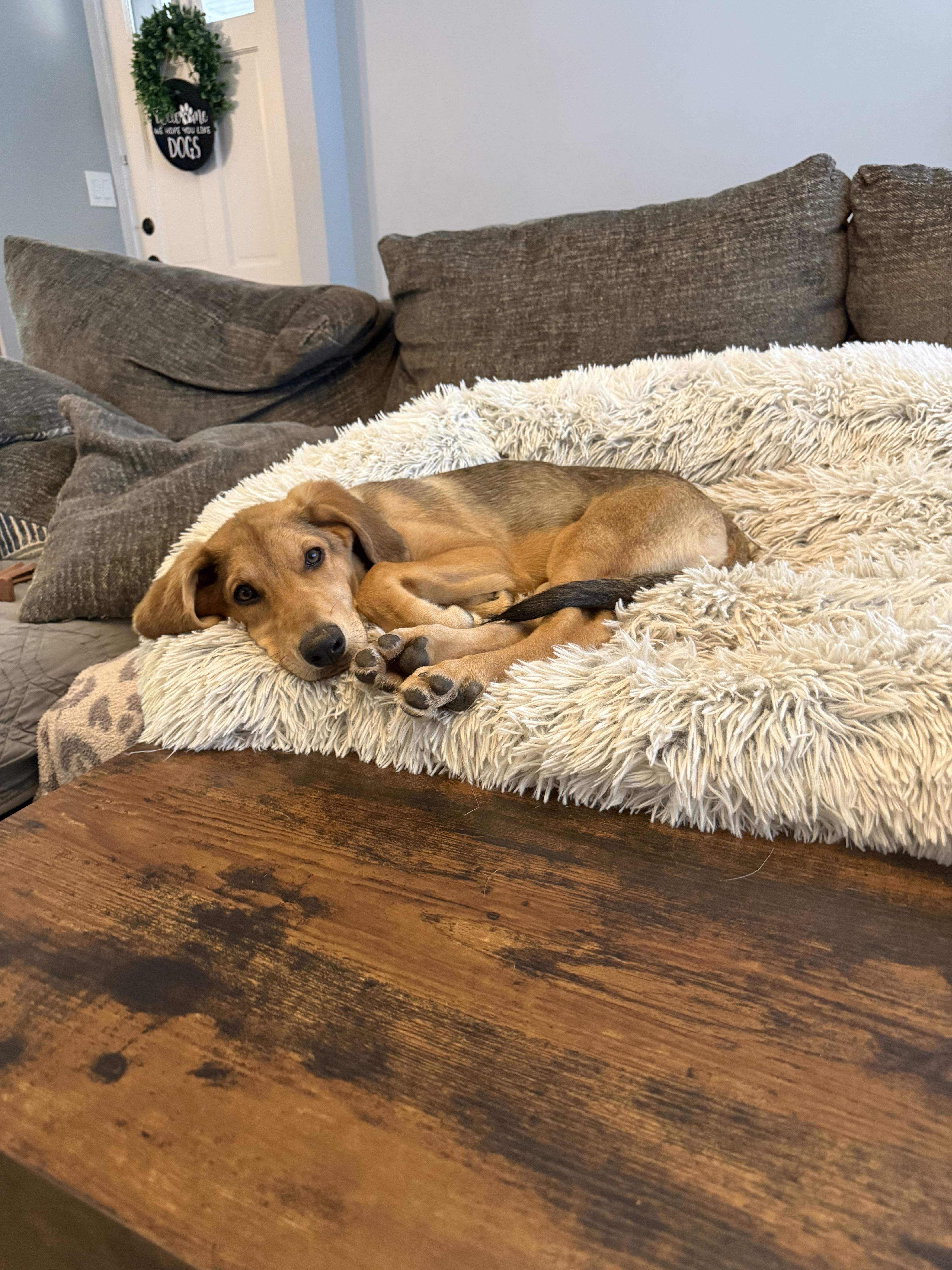 Goldie, a Adopted mixed breed in Charlotte, NC image 3/4