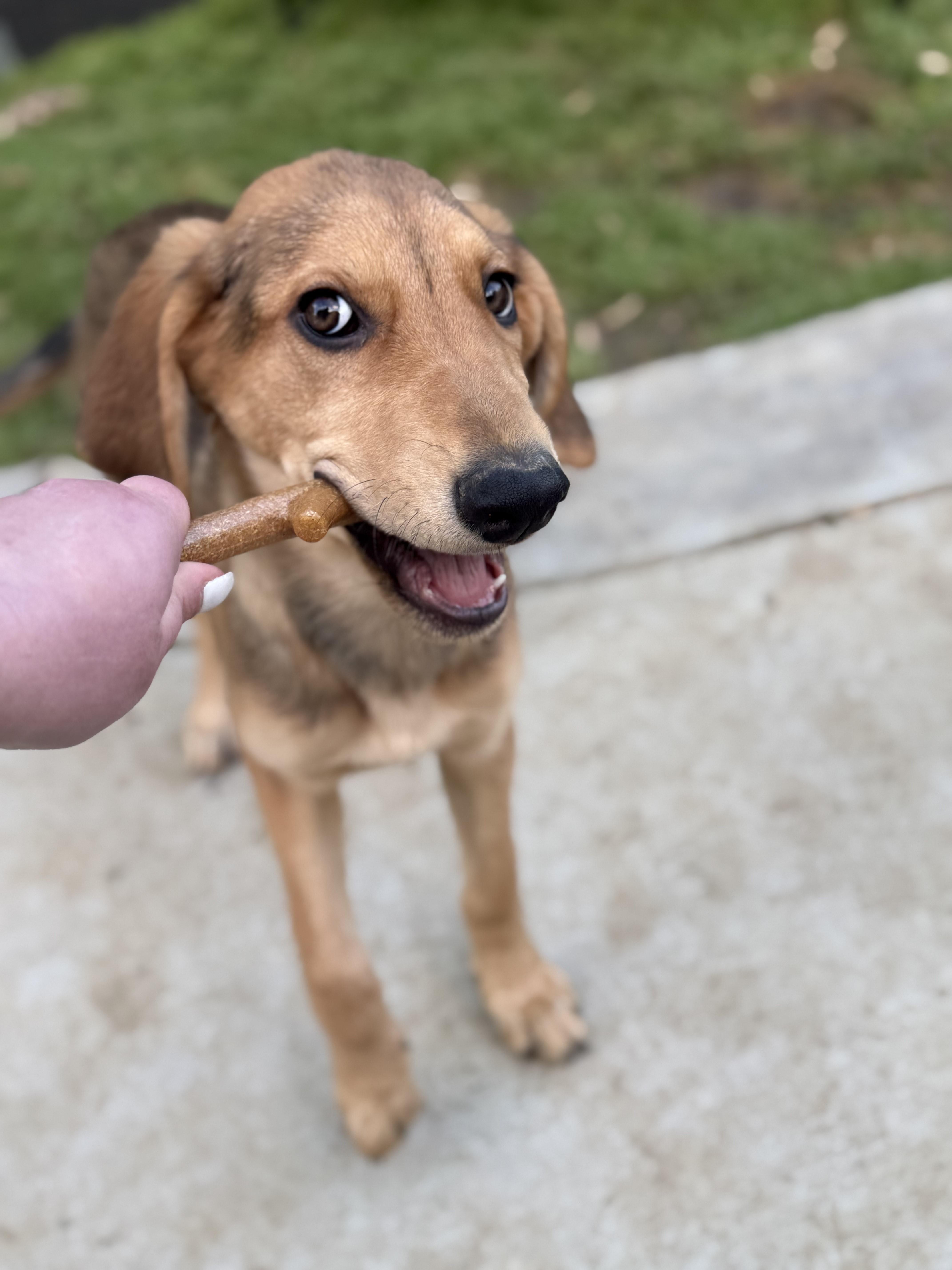 Goldie, a Adopted mixed breed in Charlotte, NC image 4/4