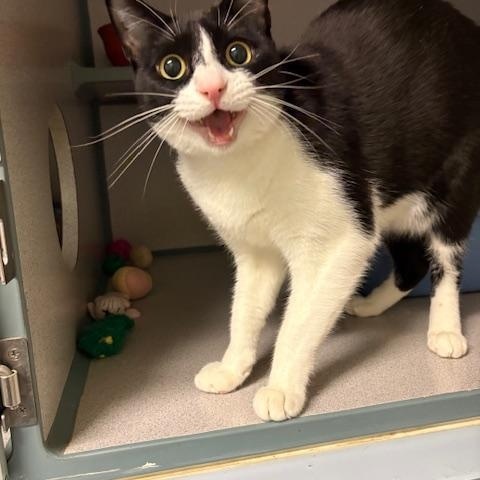 Enlarge Hestia, a Adopted Tuxedo in Grass Valley, CA image 1/1