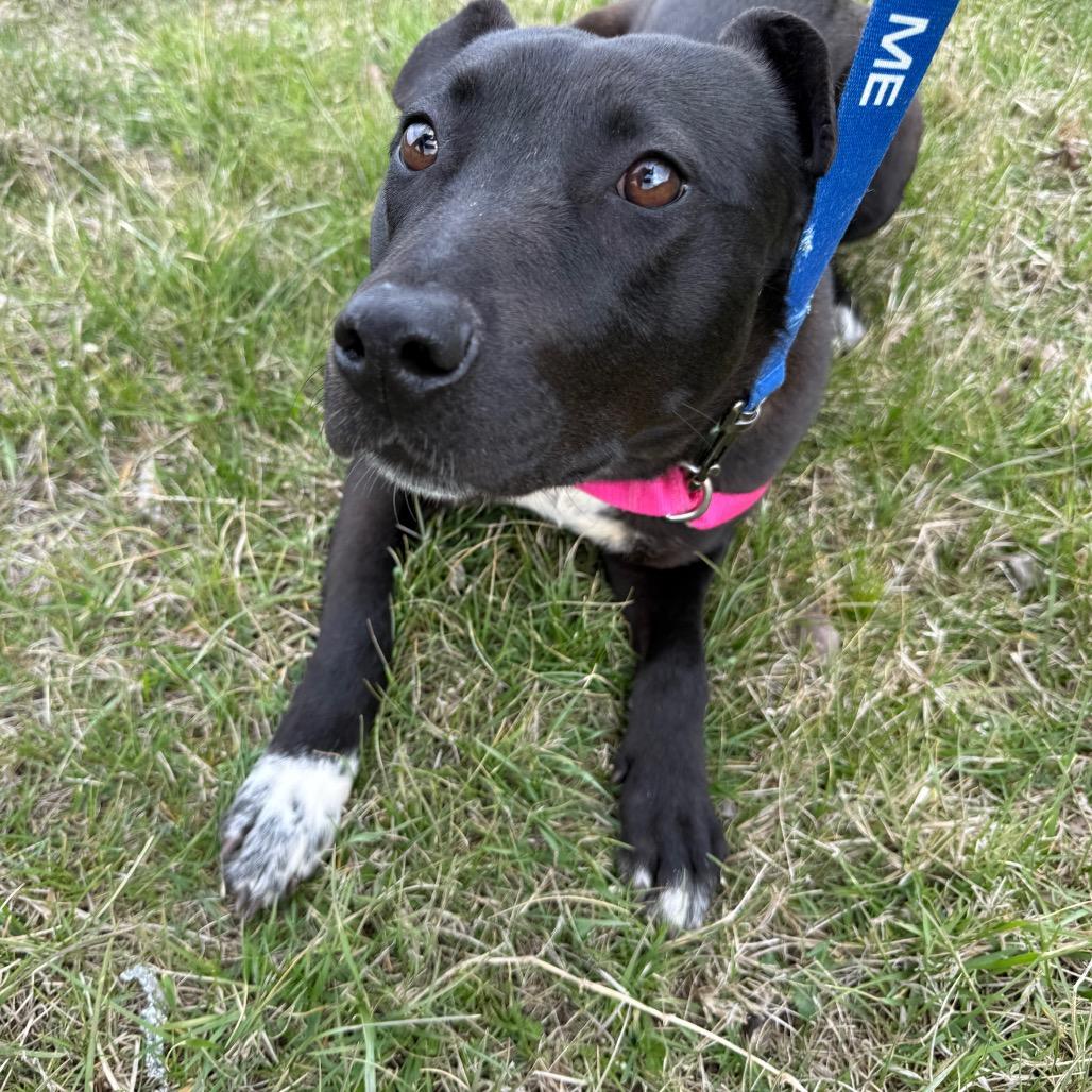 Kennedy, Adoptable, Adult Female Terrier & Mixed Breed.