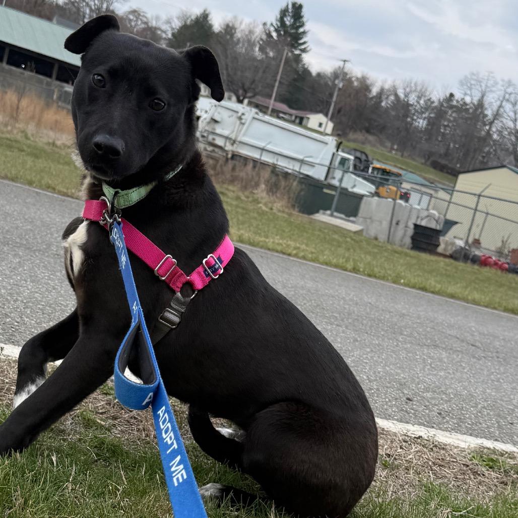 Enlarge Kennedy, a Adoptable mixed breed in Galax, VA image 2/6