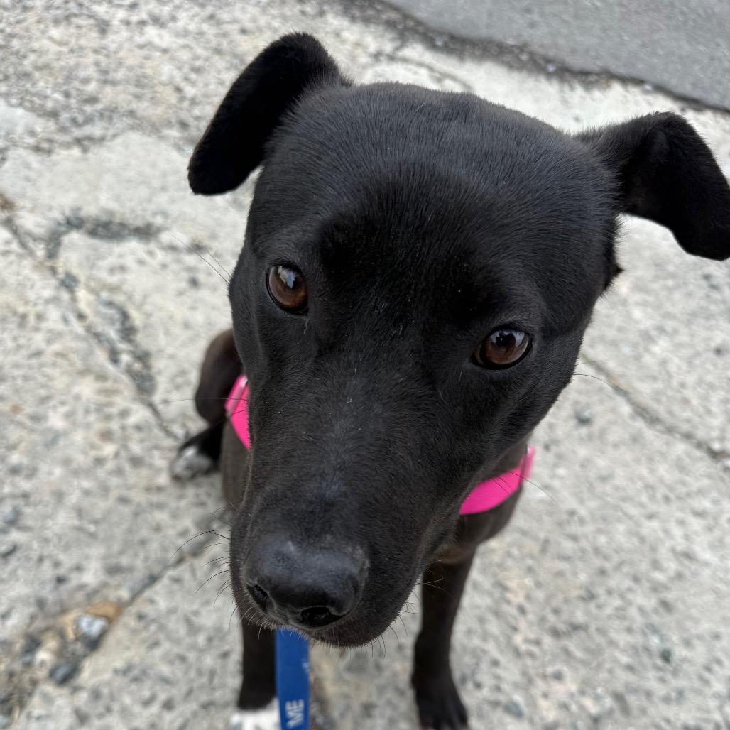 Enlarge Kennedy, a Adoptable mixed breed in Galax, VA image 3/6