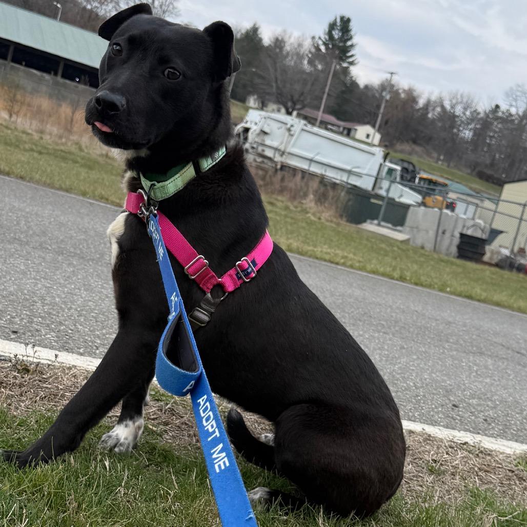 Enlarge Kennedy, a Adoptable mixed breed in Galax, VA image 4/6