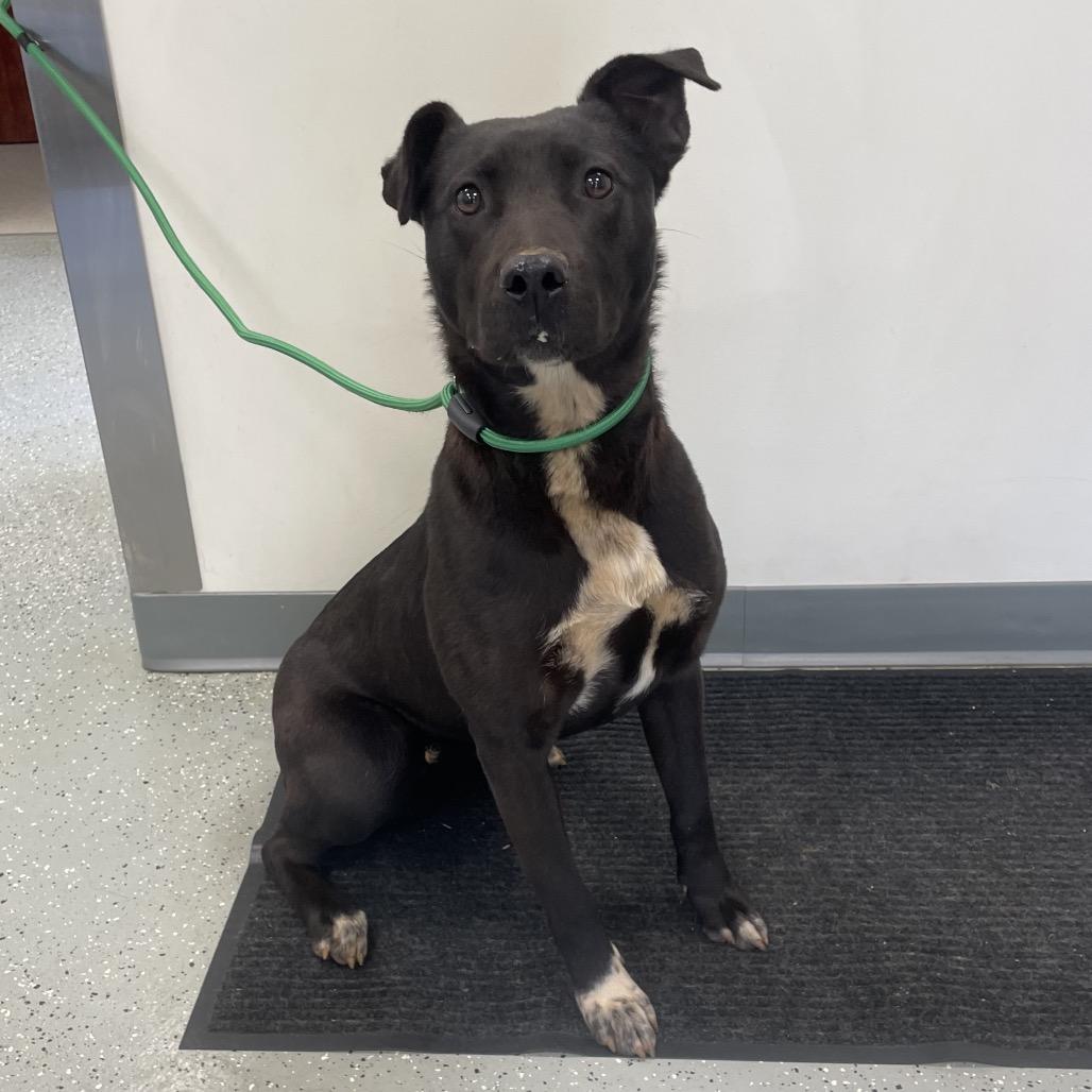 Enlarge Kennedy, a Adoptable mixed breed in Galax, VA image 5/6