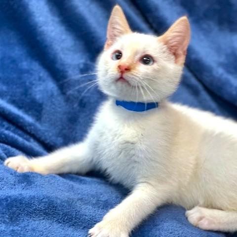 COMET - CUDDLY CUTIE!, Adoptable, Kitten Male Siamese.