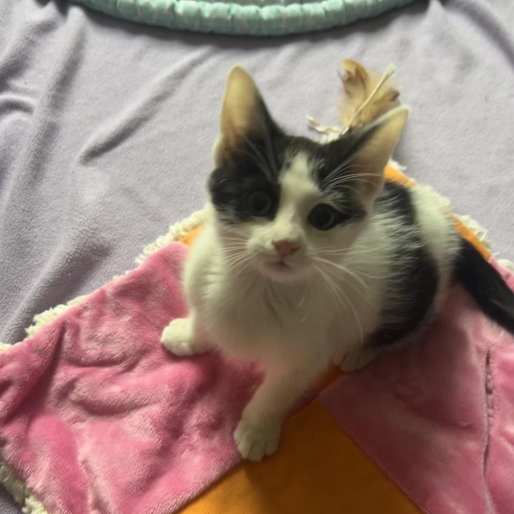 Grinch, Adoptable, Kitten Male Domestic Short Hair.