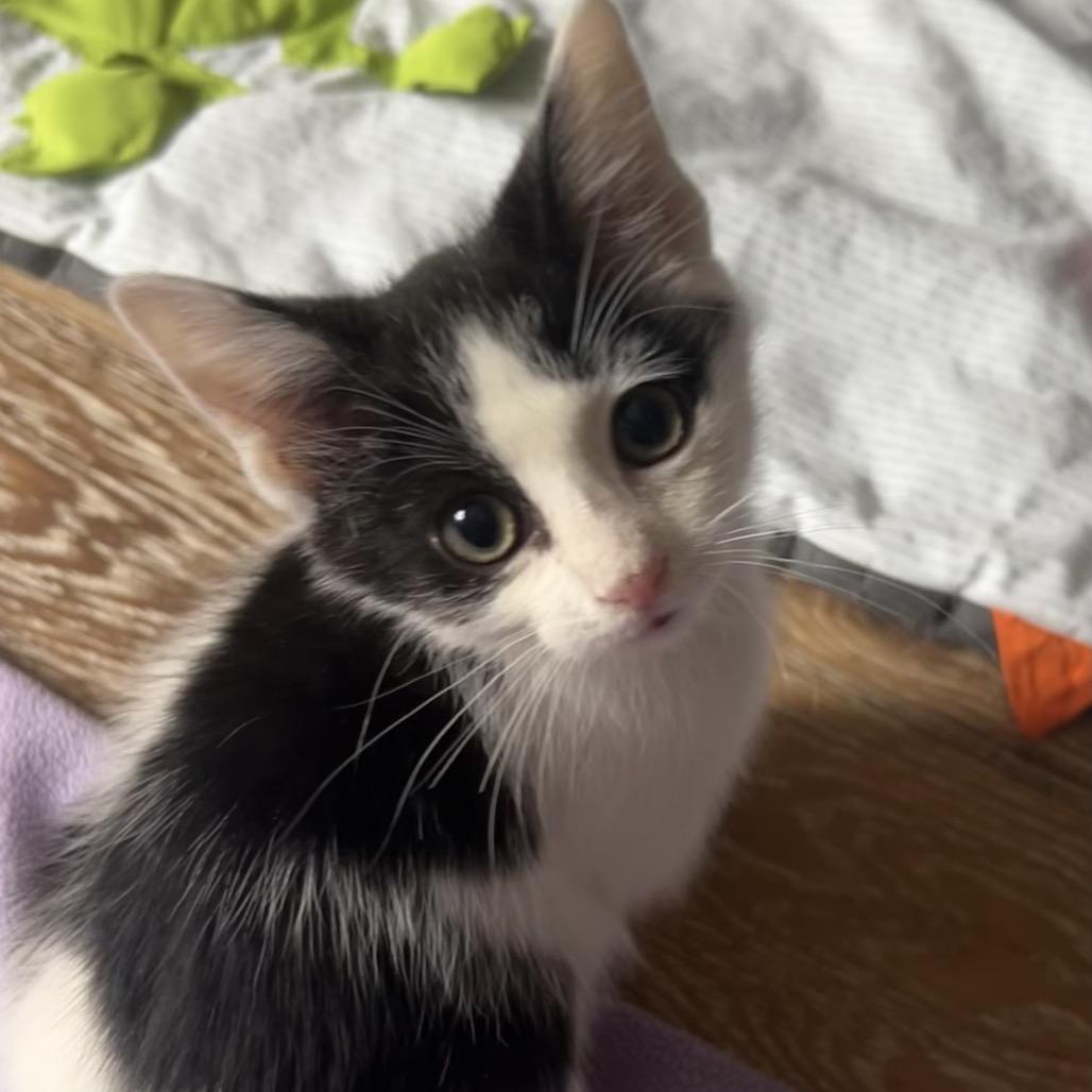 Enlarge Grinch, a Adoptable Domestic Short Hair in Gainesville, GA image 2/2