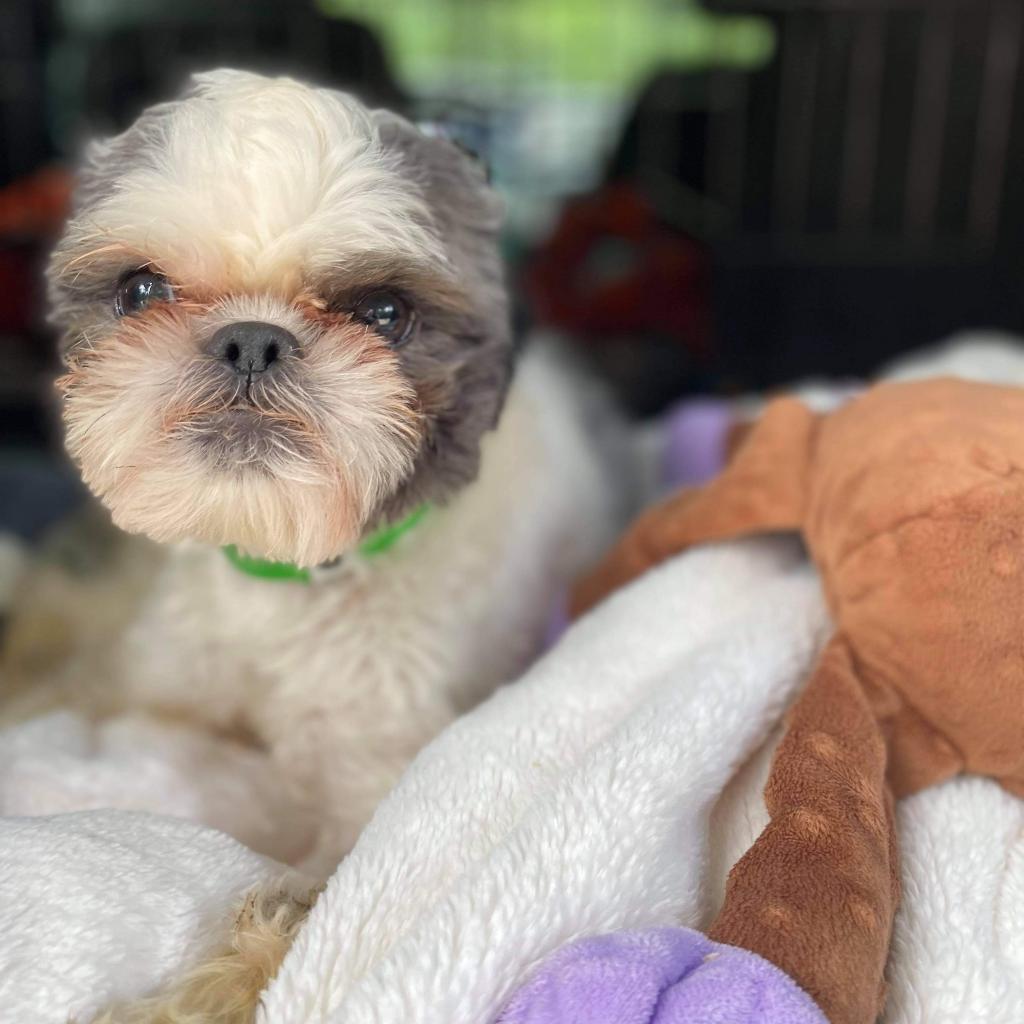 Bailey Bob, Adoptable, Adult Male Shih Tzu.