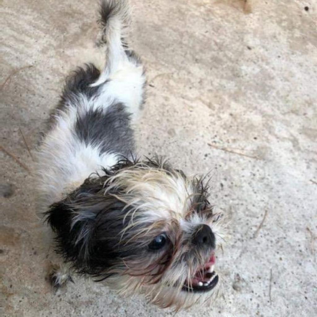 Bailey Bob, a Adoptable Shih Tzu in Houston, TX image 2/6