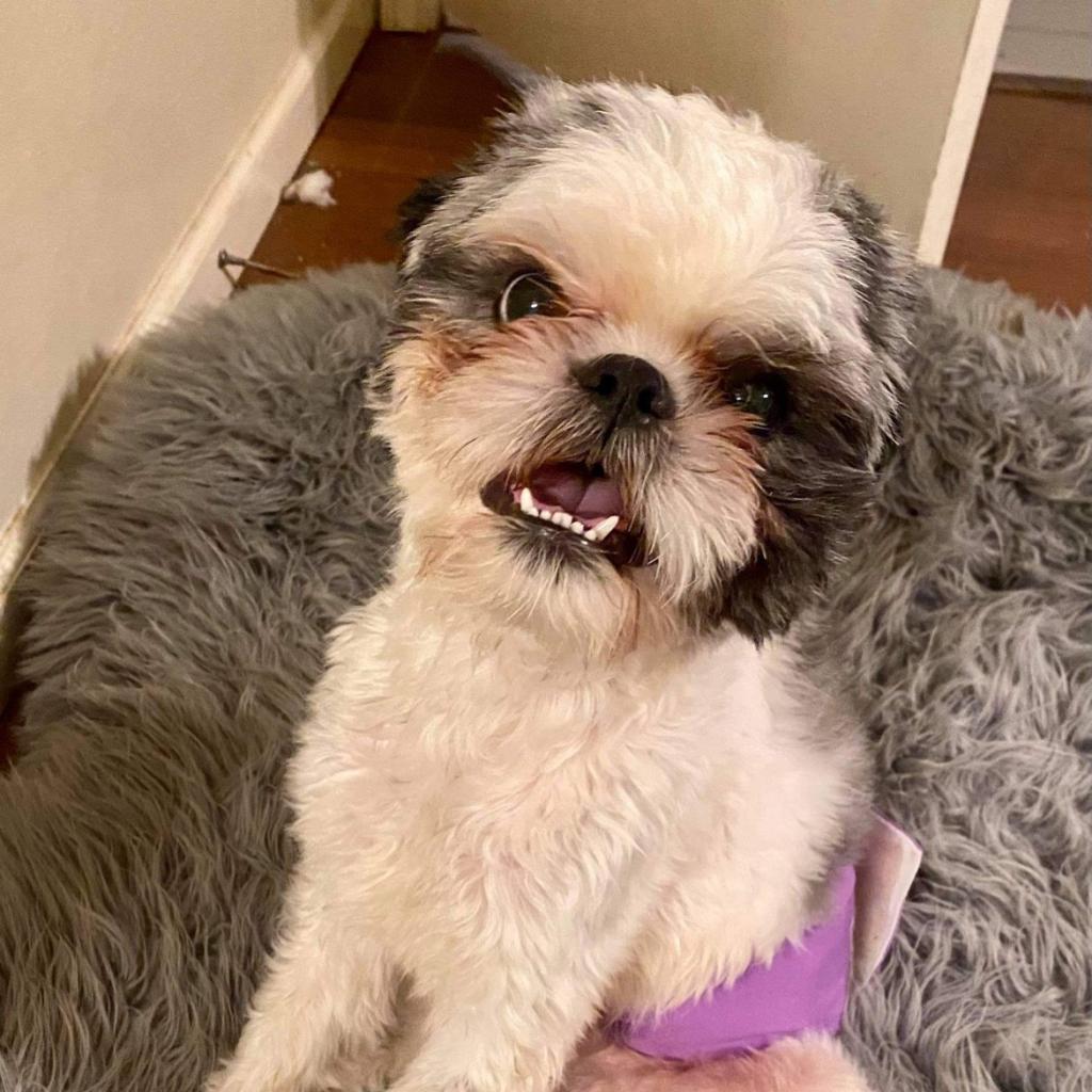 Bailey Bob, a Adoptable Shih Tzu in Houston, TX image 3/6