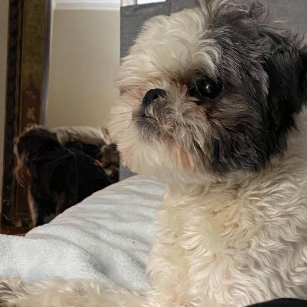 Bailey Bob, a Adoptable Shih Tzu in Houston, TX image 4/6