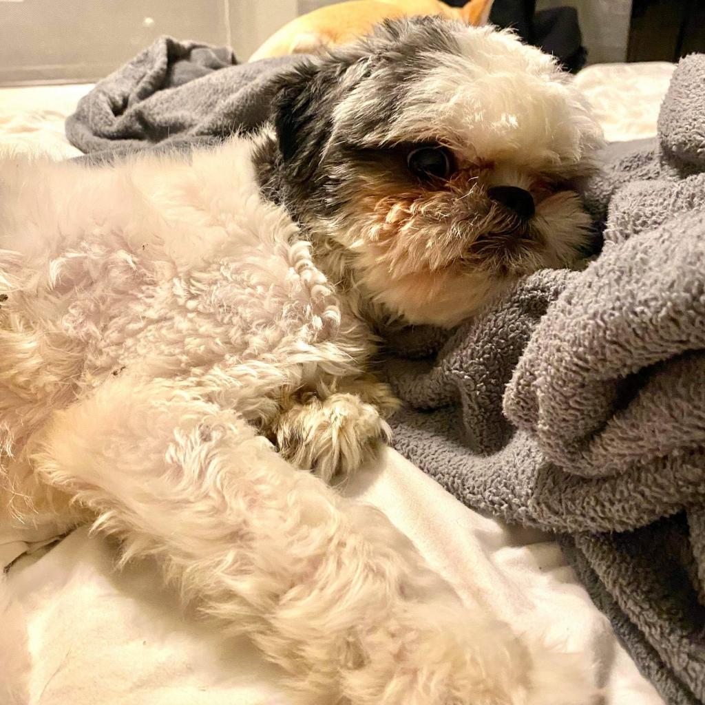 Bailey Bob — thumbnail 5