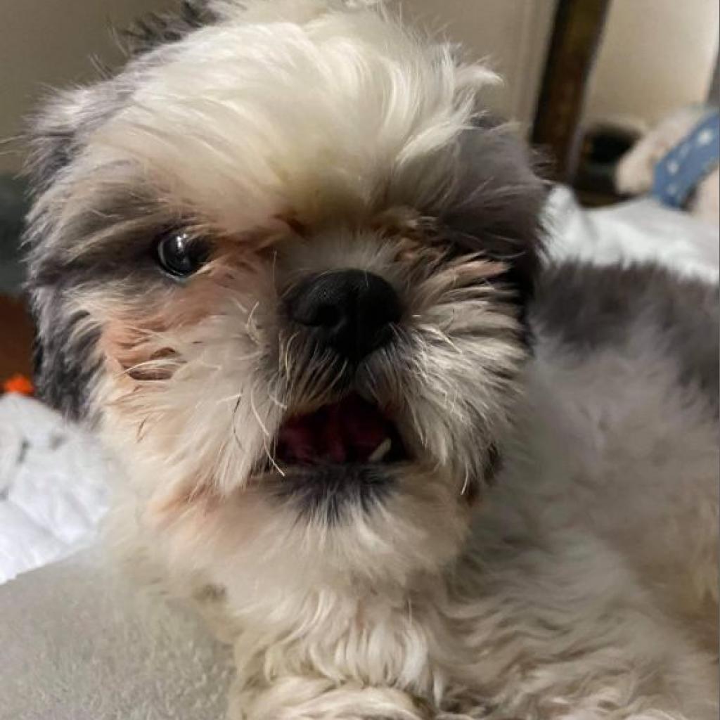 Bailey Bob, a Adoptable Shih Tzu in Houston, TX image 6/6