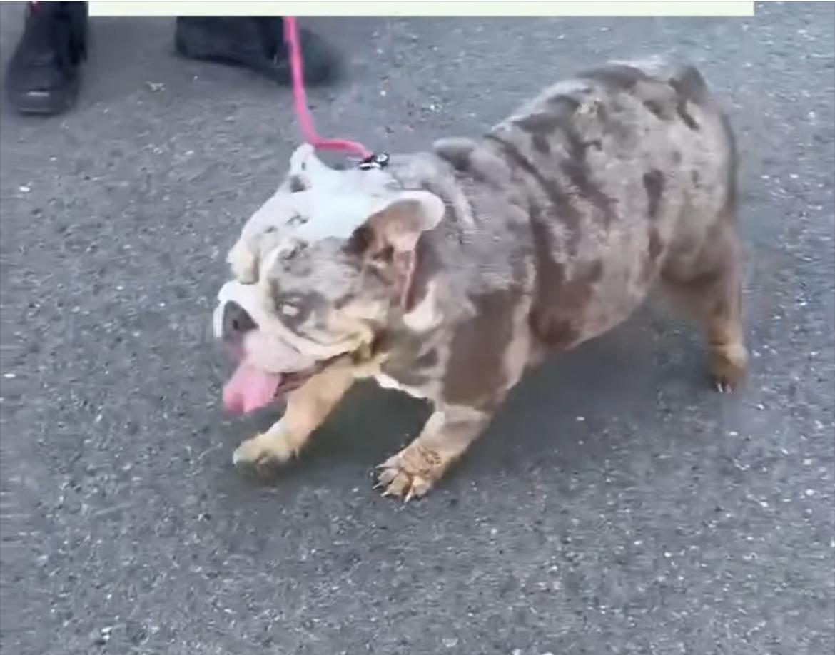Enlarge Mia , a ADOPTABLE English Bulldog in Powell Butte, OR image 2/2