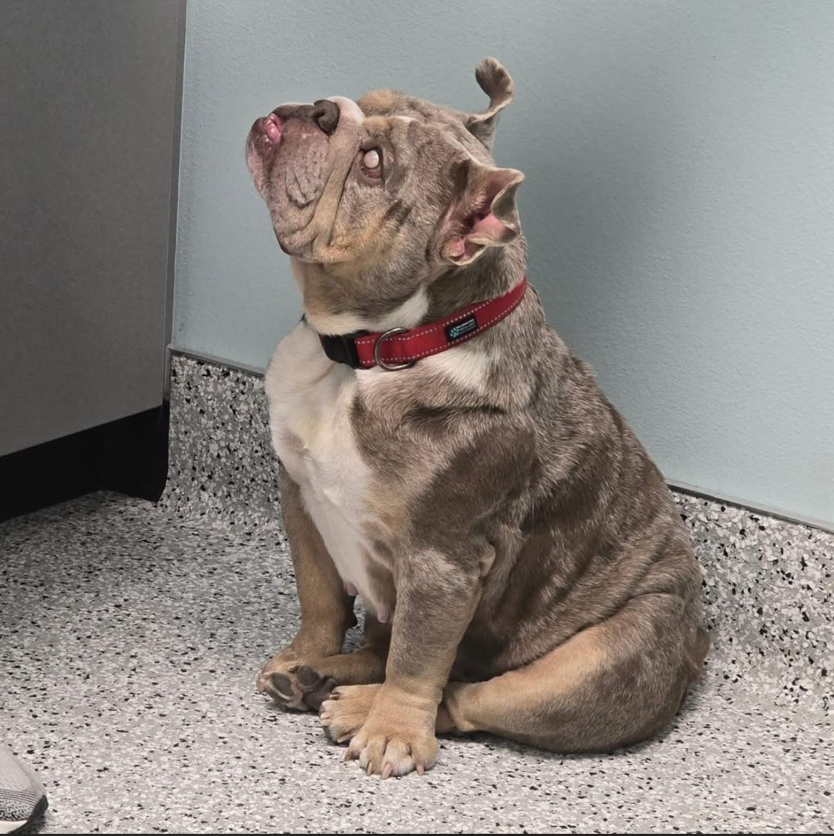 Enlarge Mia , a ADOPTABLE English Bulldog in Powell Butte, OR image 1/2