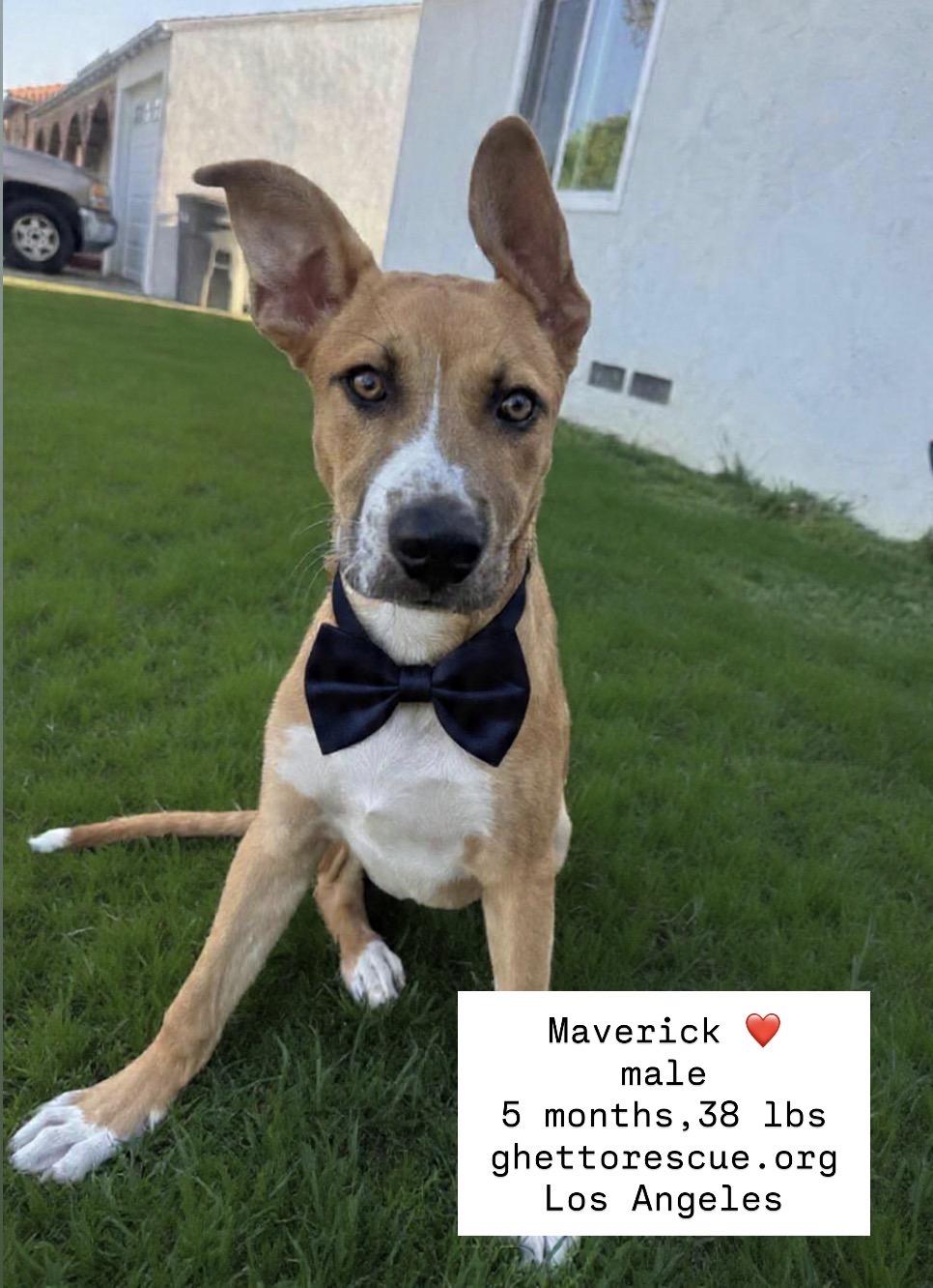 Maverick, a Adoptable mixed breed in Long Beach, CA image 1/4