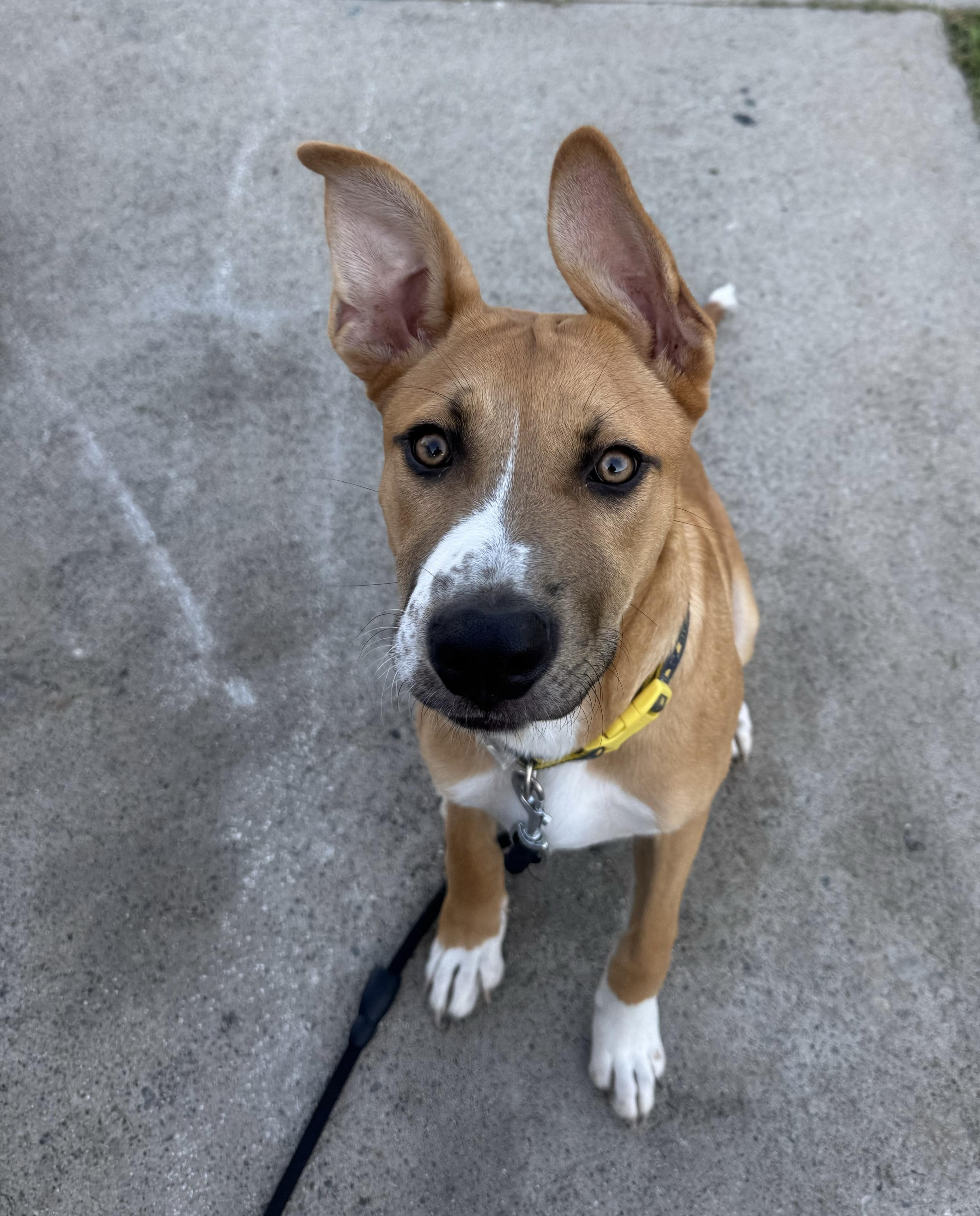 Maverick, a Adoptable mixed breed in Long Beach, CA image 3/4