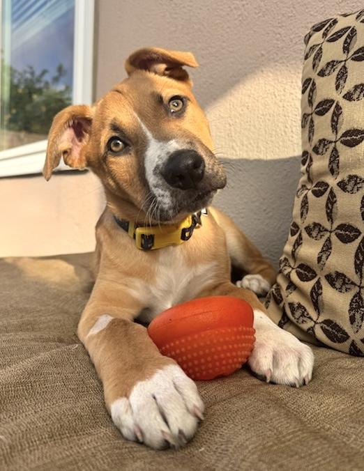 Maverick, a Adoptable mixed breed in Long Beach, CA image 2/4