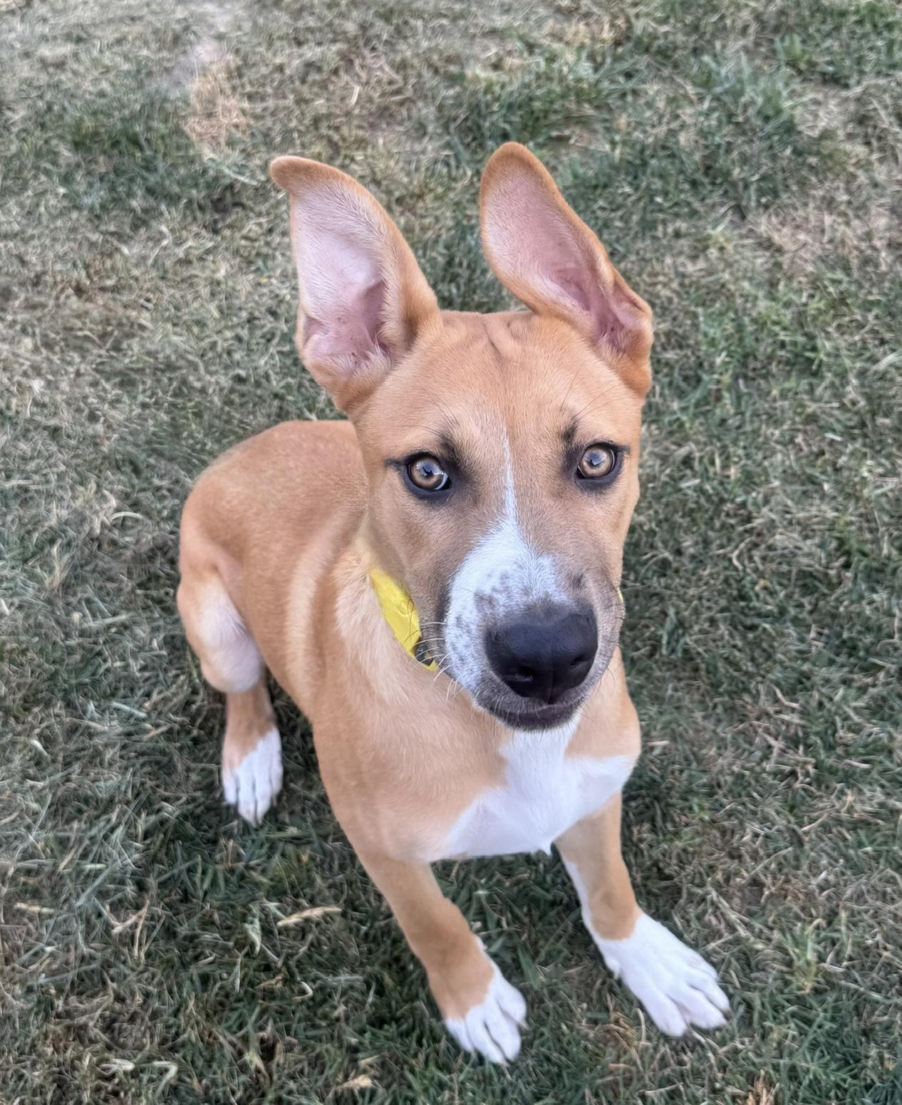 Maverick, a Adoptable mixed breed in Long Beach, CA image 4/4