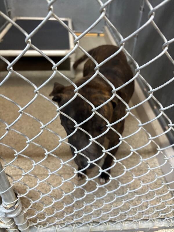 Enlarge Maggie, a Adoptable Pit Bull Terrier in Supply, NC image 2/2