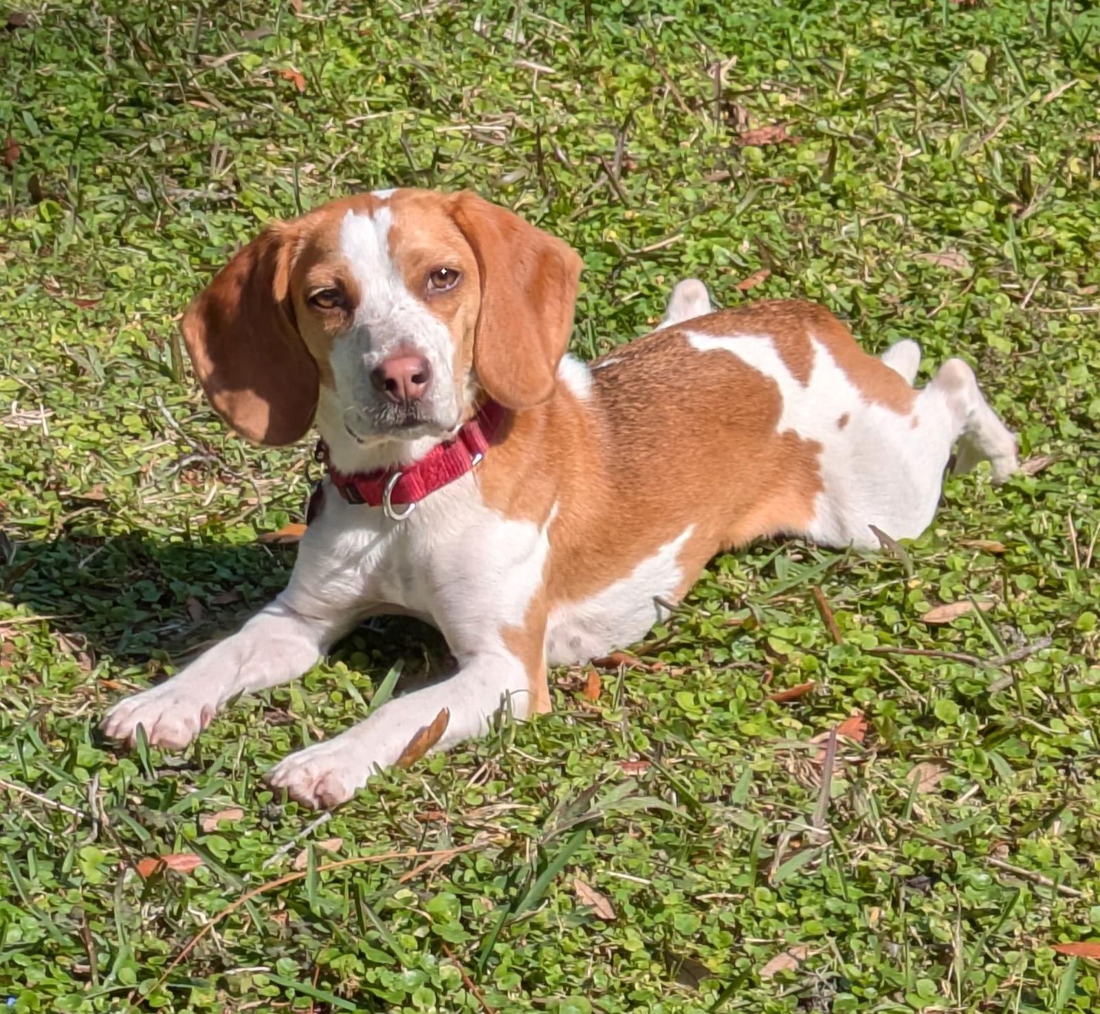 Enlarge Honey V, a Adopted Beagle in Dunnellon, FL image 1/3