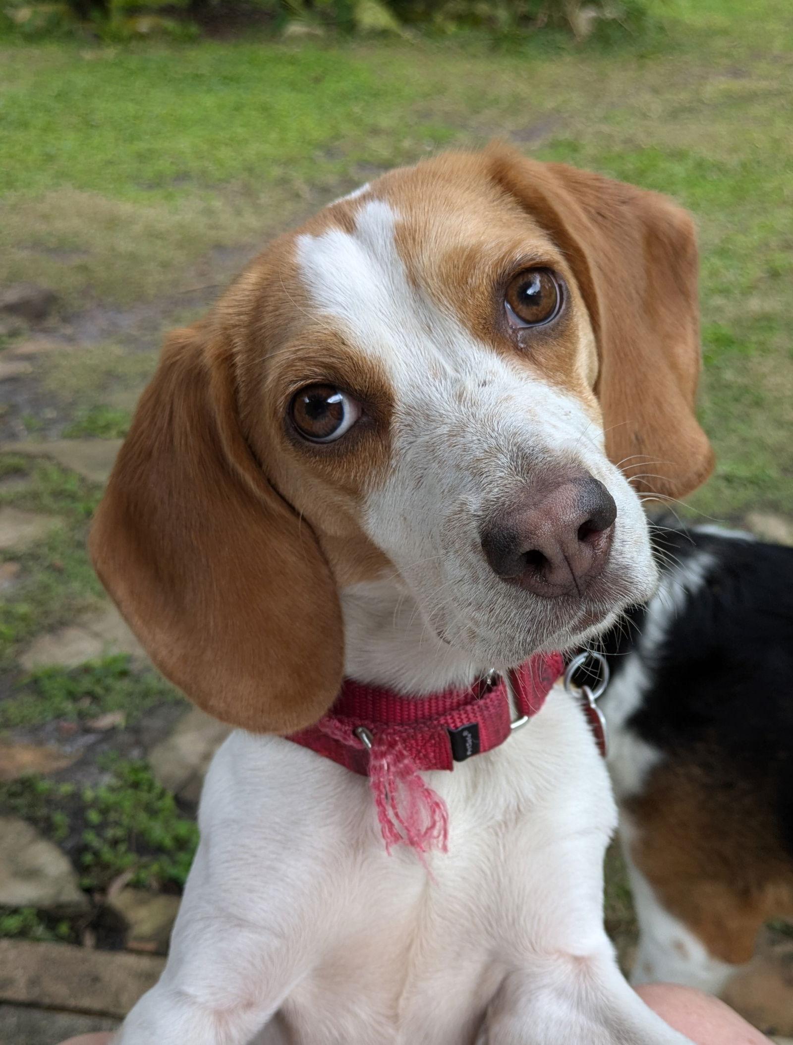 Enlarge Honey V, a Adopted Beagle in Dunnellon, FL image 2/3