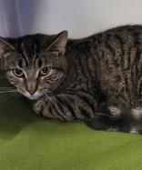 Taylor, an adopted Domestic Short Hair Mix in Dunkirk, NY_image-1