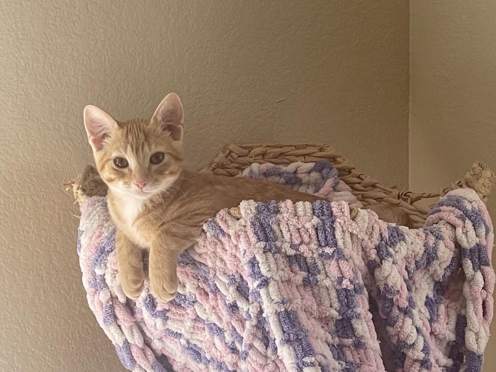 Fox, Adoptable, Kitten Male Domestic Short Hair & Tabby.