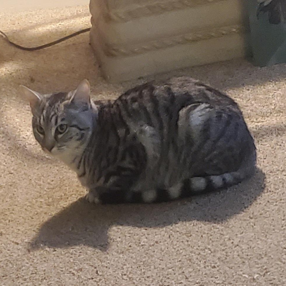 Enlarge Wasabi, a Adoptable Domestic Short Hair in Sedalia, MO image 1/5