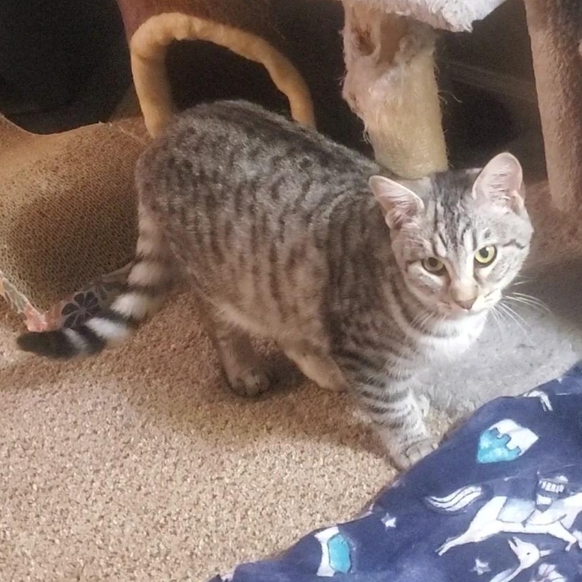 Enlarge Wasabi, a Adoptable Domestic Short Hair in Sedalia, MO image 2/5