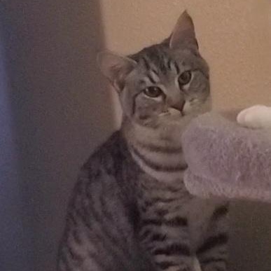 Enlarge Wasabi, a Adoptable Domestic Short Hair in Sedalia, MO image 5/5