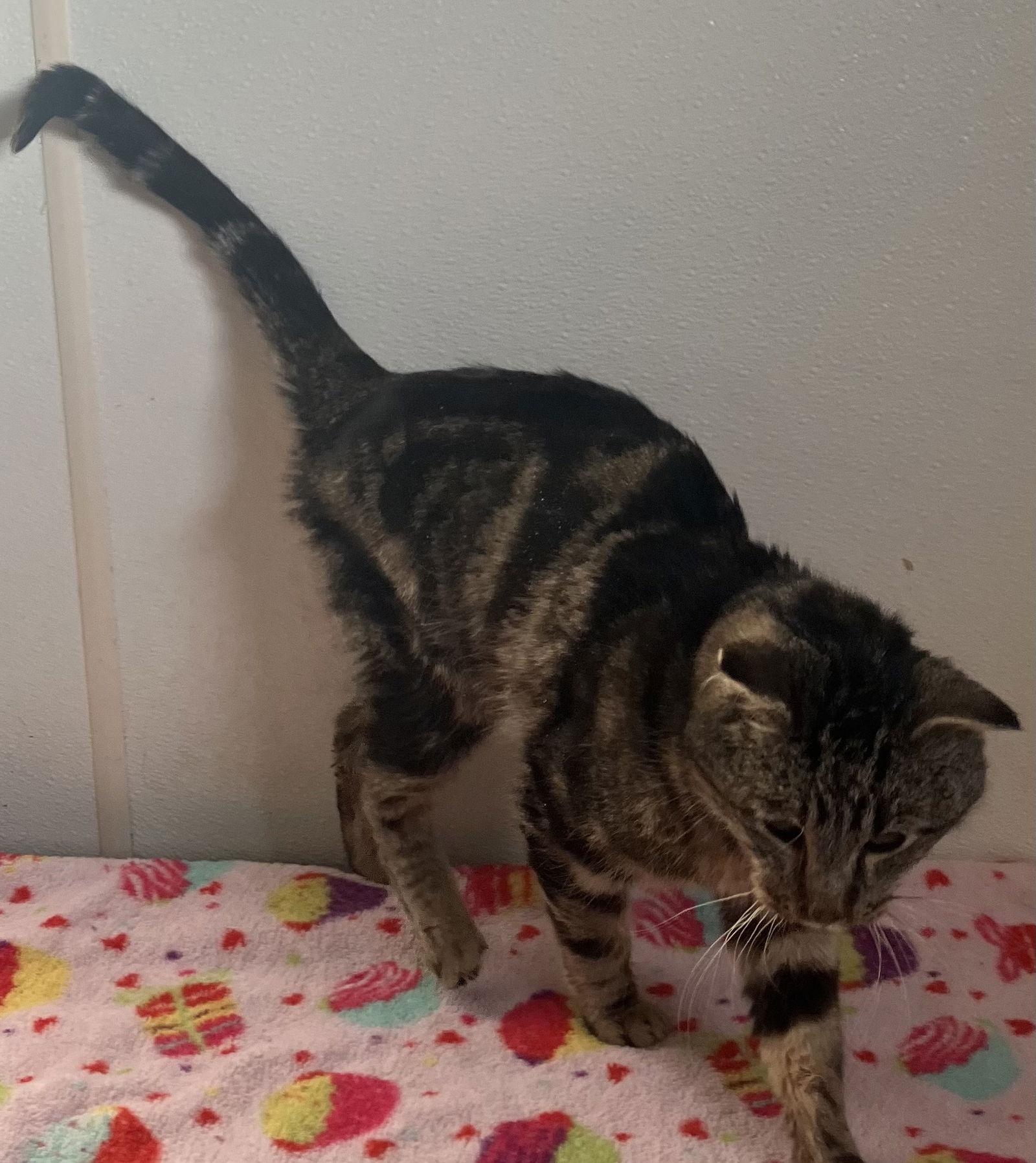 Enlarge Captain - Thin Tabby - #22, a Adoptable Domestic Short Hair in Mitchell, SD image 1/1