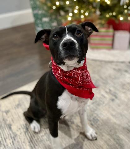 Linda $85 Fostered, a Adoptable mixed breed in Seneca, SC image 2/3